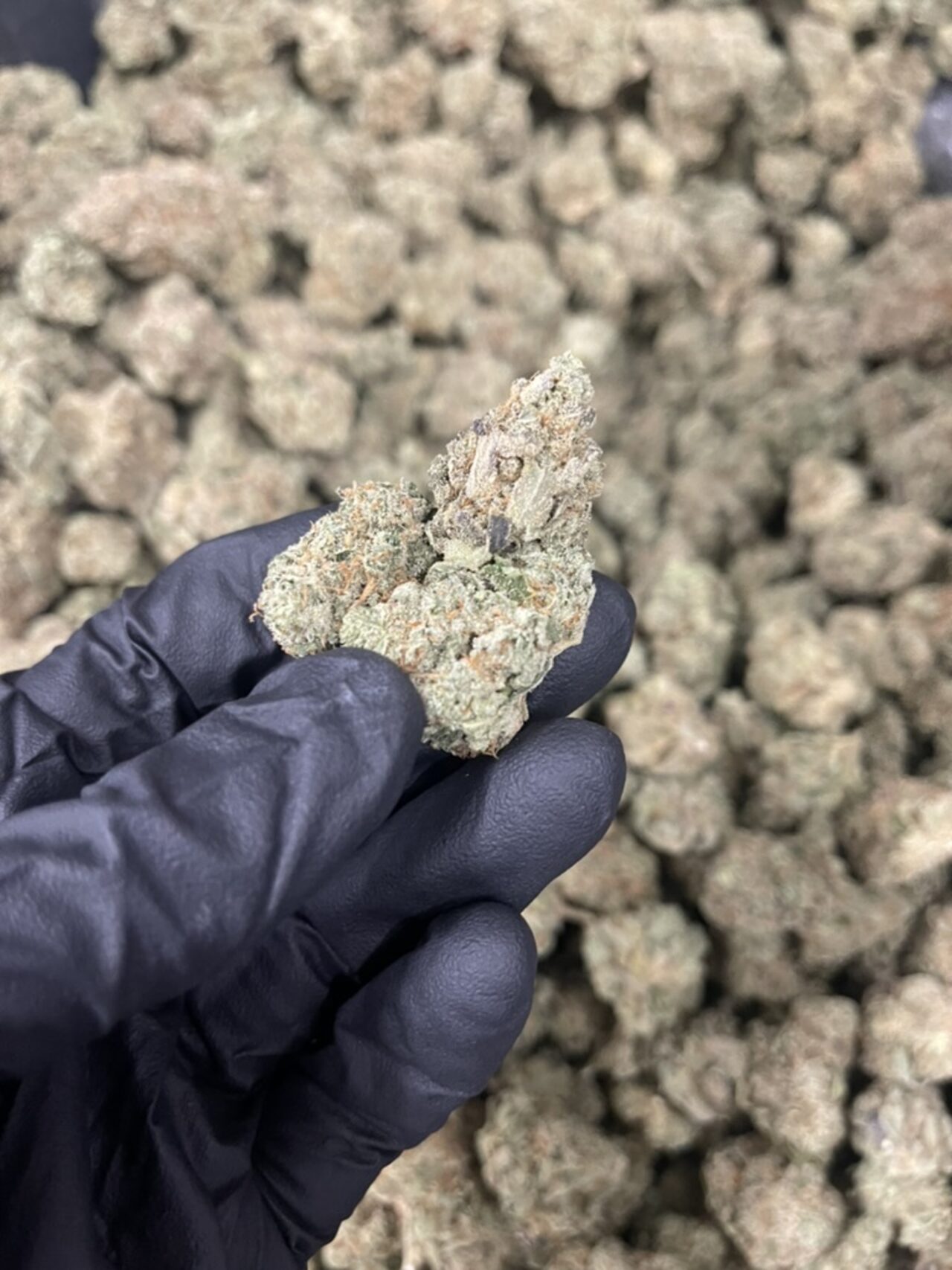 Gloved hands working golden kief